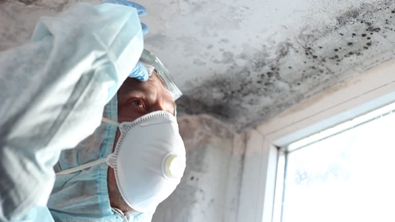 Juarez, TX Mold Removal Company